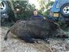 Sanglier abattu samedi dernier à La Londe (domaine Léoube)  après plusieurs mois de recherche. Celui-ci pèse 130 kilos.