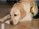 Remise d’un chien d’aveugle en mairie de Six-Fours