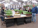 Le pépiniériste de Valbray, premier producteur de France de muguet