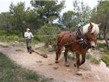 L’école de la forêt en démonstration pour Sud Sainte Baume