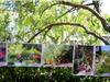 Photos des jardins et balcons exposées