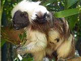 Naissance d'un jeune tamarin Pinché au zoo de Sanary (Zoa)