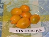 Six-Fours aura désormais sa tomate !