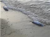 Des dizaines de bonites échouées sur la plage