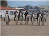 Les gardians camarguais « Roussataïo » des élevages de Mariette du Plan du Castellet ont effectué plusieurs déambulations de juments avec leurs poulains.