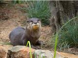 De nouveaux arrivants au parc zoologique Zoa