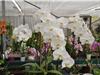 L'orchidée blanche et son style indémodable.