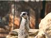 Le suricate en mode "Sentinelle'
