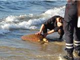 Une tortue échouée sur la plage du Brusc éveille la curiosité des passants.