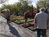 La traditionnelle foire aux plants de Sanary-sur-mer.