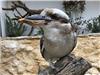 Kookaburra ©Zoa