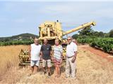 Récolte de petit épeautre au domaine viticole de Terrebrune