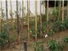 Le jardin a donné de beaux légumes