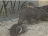 Une maman loutre et ses petits