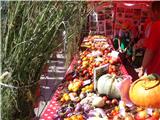 La fête de la tomate qui sent bon