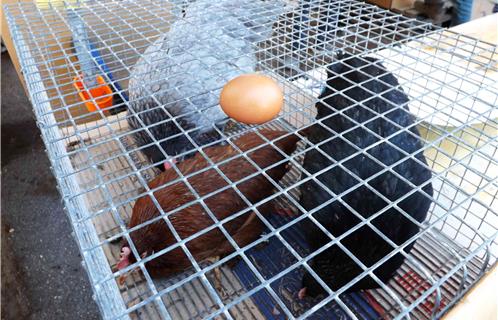 Toulon Des Poules Pour Réduire Ses Déchets