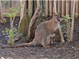 ZOA, le parc animalier et botanique de Sanary-sur-Mer ré-ouvre ses portes le 21 mai !