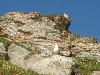 L’île du Rouveau est également le refuge des Gabians. Ceux-ci viennent y nicher nombreux au printemps. Pour l’anecdote nous noterons que c’est au Rouveau que fut photographié le Gabian de Six-Fours.net.