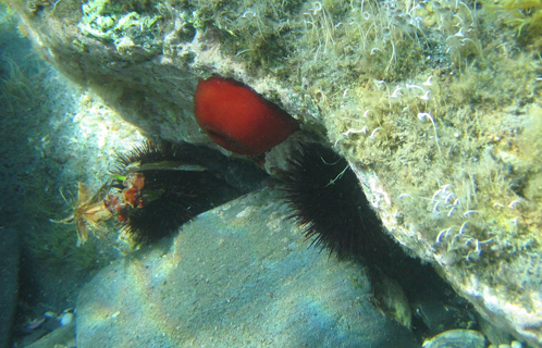 La pêche aux oursins est autorisée du 1er novembre au 15 avril