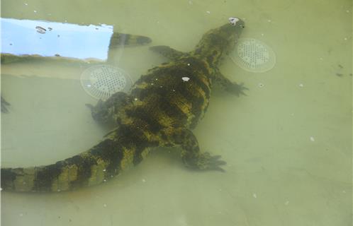 Les Caïmans dans leur bassin d'hier ( visible au public )