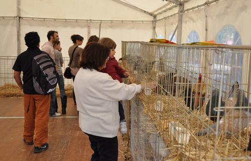 Une exposition de gallinacés jusqu'à dimanche place des Poilus.