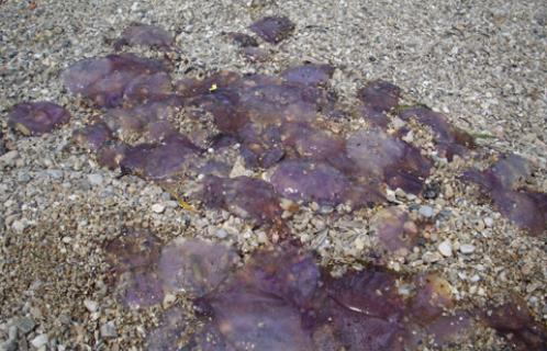 Les méduses abondent sur certaines plages de Six-Fours, ici sur la plage du Cros