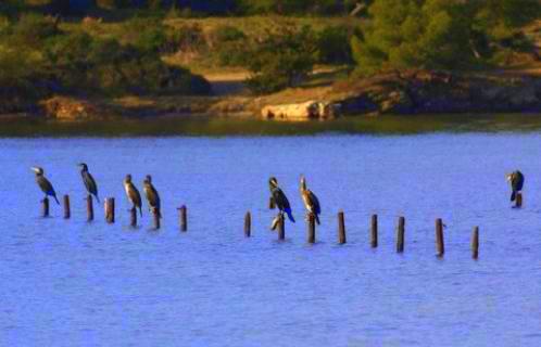 Dimanche, sortie nature à la découverte de la lagune du Brusc avec la Ligue de protection des oiseaux