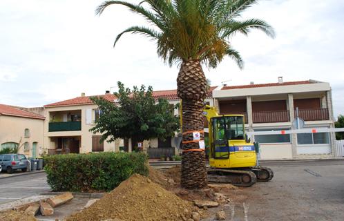 Des travaux préliminaires ont débuté lundi pour déplacer deux palmiers.