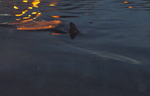Chose rare: un dauphin dans le port, prudence donc pour ce cétacé égaré.