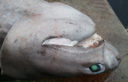 C'est lundi que ce requin a été pêché (photo: E.Jullian-Lebre)