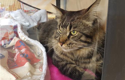 Un Maine coon se détend entre deux visiteurs. 