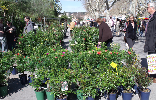 La foire aux plants a lieu tout le week-end