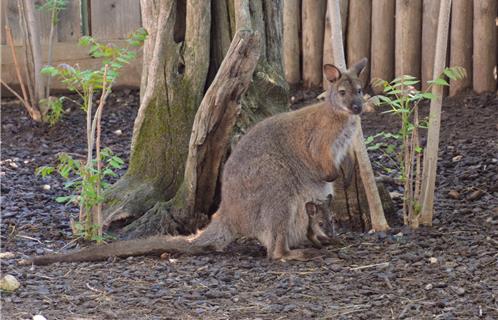 Le Wallaby