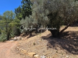 Vente  Terrain de 1987 m² à Solliès Toucas 229 000 euros