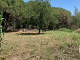 Vente  Terrain de 544 m² à Fréjus 252 500 euros