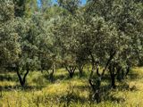 Vente  Terrain de 22550 m² à Callas 125 000 euros