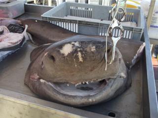 A Sanary, un requin renard pêché par le Saint-Joseph
