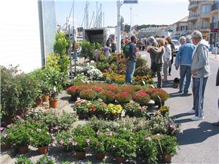 Le Brusc : foire aux plants