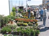 Le Brusc : foire aux plants