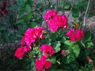 Sanary: Remise des prix du concours des balcons et jardins fleuris
