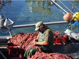 Le Brusc: La pêche bat son plein