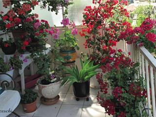 Sanary:  concours des jardins et  balcons fleuris