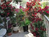 Sanary:  concours des jardins et  balcons fleuris