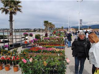Une (toute petite) foire aux plants  a agrémenté l'habituel marché des Lônes.