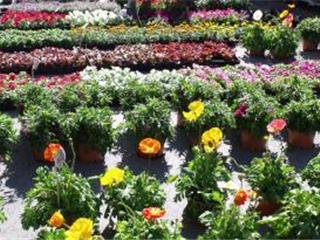 Ollioules: Samedi, 30ème Foire aux plants