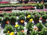 Ollioules: Samedi, 30ème Foire aux plants