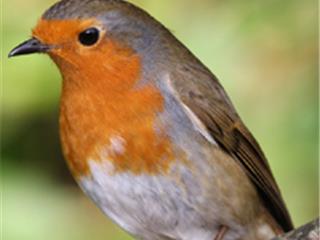 Week-end national de comptage des oiseaux des jardins