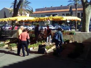 Foire aux plants au centre-ville ce lundi