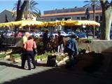 Foire aux plants au centre-ville ce lundi