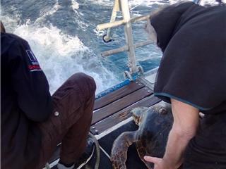 Le Club de Plongée de Six-Fours sauve une tortue Couane